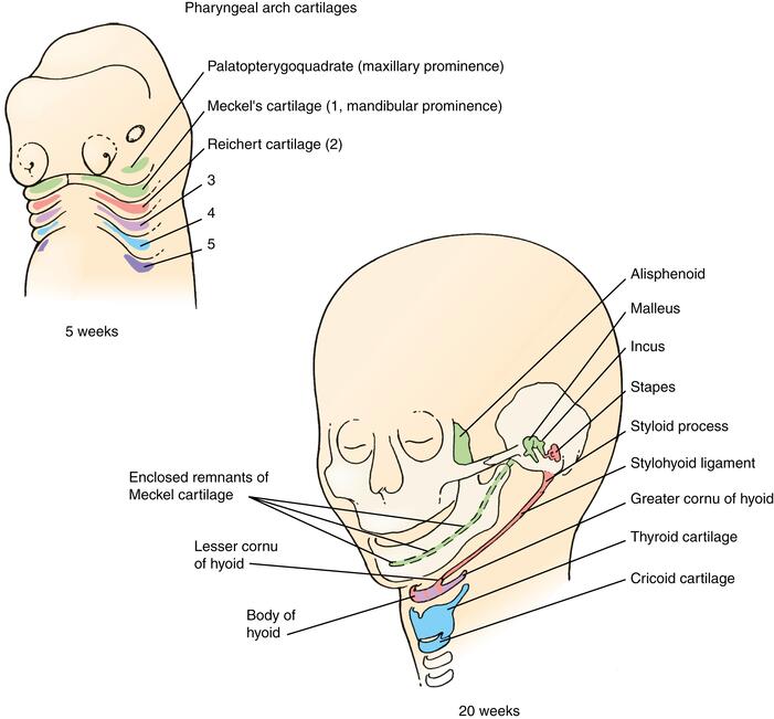 Visual map showing Meckel's cartilage, Reichert's cartilage, and the laryngeal cartilages developing from their respective arches