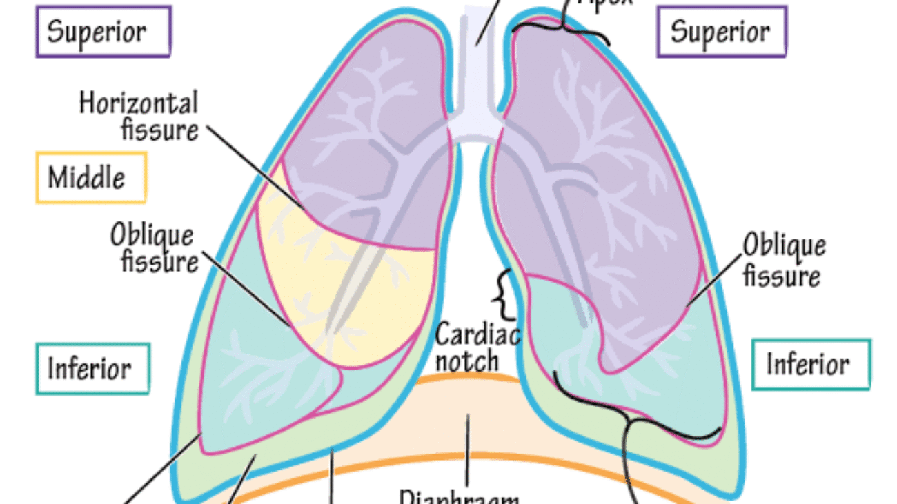 lungs and pleura