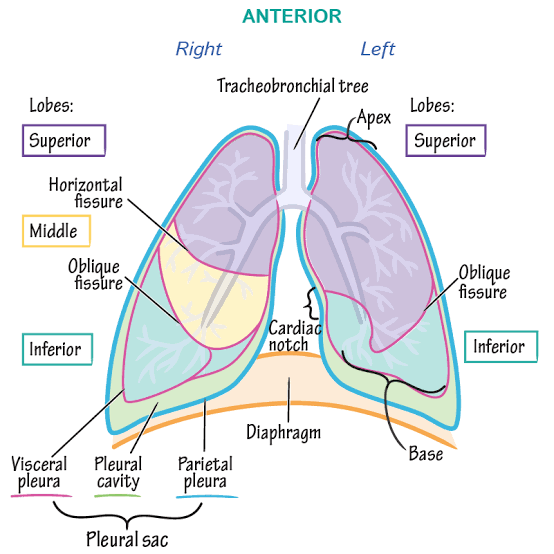 lungs and pleura