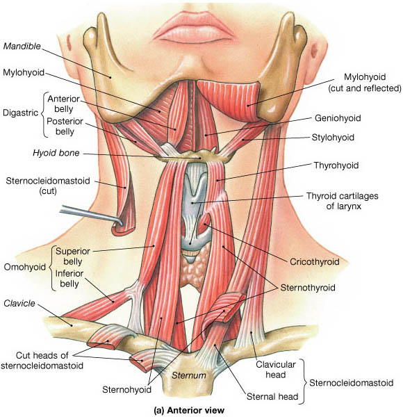 The Neck