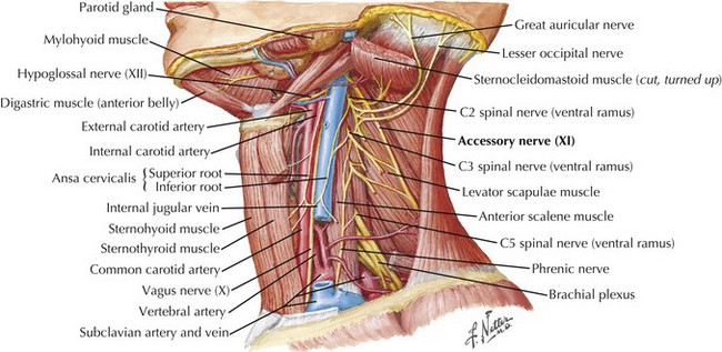 [IMAGE PLACEHOLDER: Collage of four diagrams highlighting specific cranial nerves. Shows the Glossopharyngeal [IX], Vagus [X], Accessory [XI], and Hypoglossal [XII] nerves routing through the neck musculature and vasculature.]