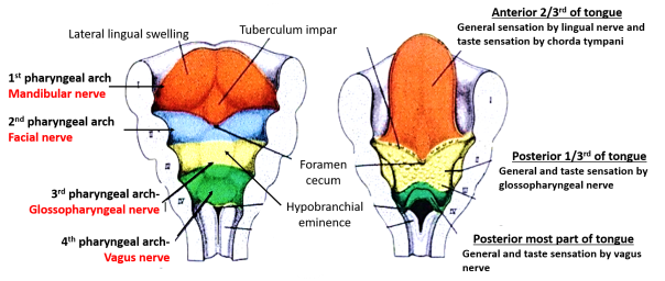 Illustration of the tongue showing anterior 2/3 derived from Arch 1, posterior 1/3 from Arch 3, and the sulcus terminalis dividing them