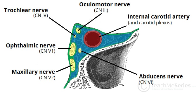 Cross-section of the cavernous sinus illustrating the lateral wall cranial nerves and the central ICA/Abducens nerve