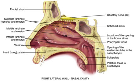 Sagittal section of the nasal cavity showing conchae, meatuses, and sphenoid sinus