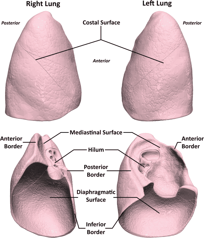 Anterior and medial views of the right and left lungs highlighting lobes and fissures