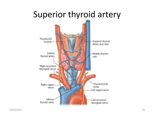 [IMAGE PLACEHOLDER: Detailed arterial mapping of the Thyroid Gland. Shows the Superior thyroid artery descending from the External Carotid, and the Inferior thyroid artery ascending from the Thyrocervical trunk of the Subclavian artery.]