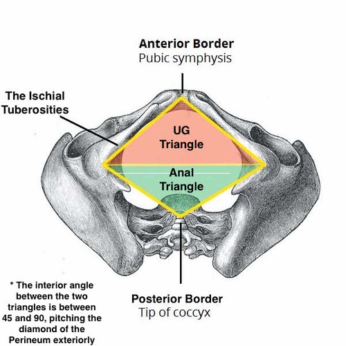 Figure 1.2 - 3D rendering showing the urogenital triangle (anterior, purple) and anal triangle (posterior, teal) separated by the line connecting the ischial tuberosities