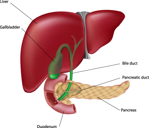Accessory GI Organs