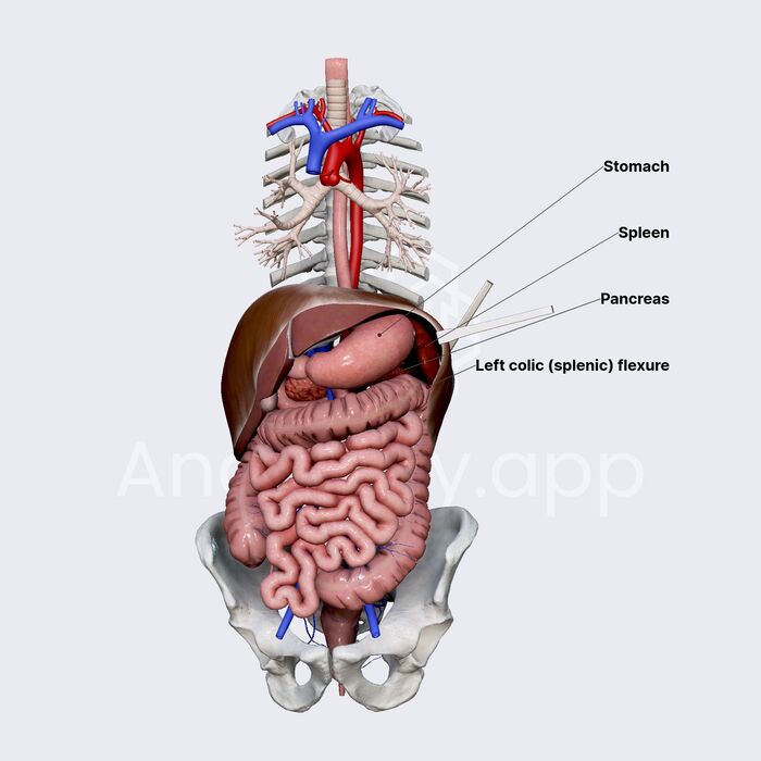 Figure 5.5: Anatomical Relations of the Spleen