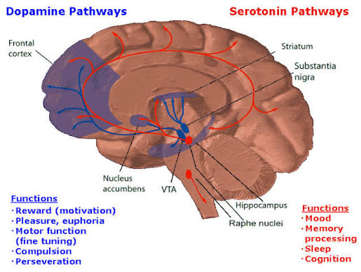 Figure 10.1 — Anatomy, functions, and serotonin synthesis pathway of the Raphe Nuclei