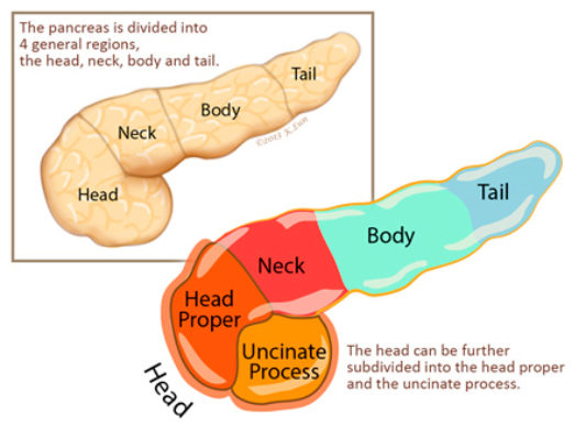 Figure 5.4: Anatomy of the Pancreas
