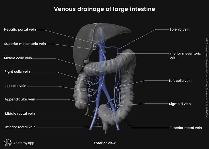 Figure 7.1 — Anatomy of the portal vein formation and its tributaries.