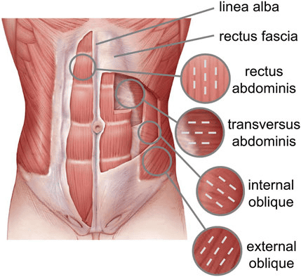 Anterior Abdominal Wall
