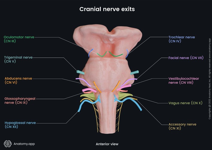 Figure 4: Anterior view of brainstem showing cranial nerve exits with color-coded nerves