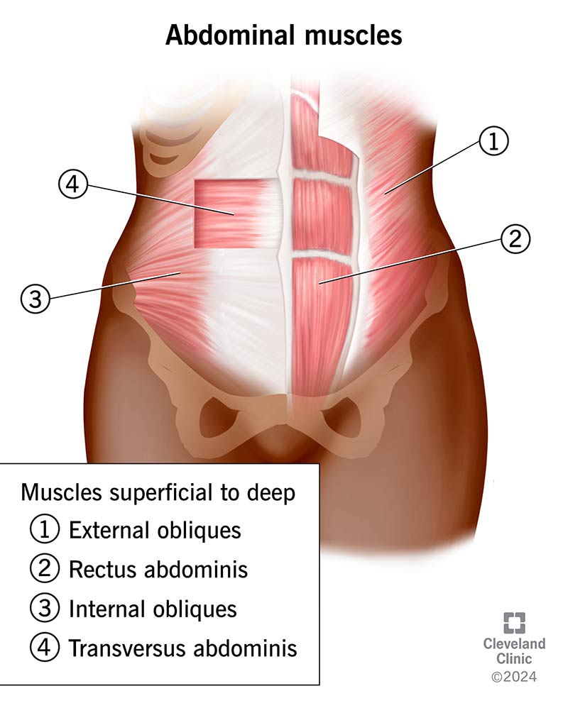 Figure 4.1: Anterior view of the abdominal wall muscles showing the external oblique (1), rectus abdominis (2), internal oblique (3), and transversus abdominis (4)