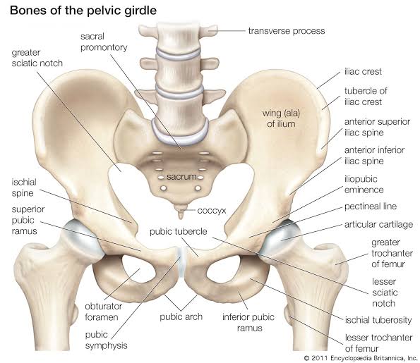 Anterior view of the bony pelvis showing all major landmarks and component bones