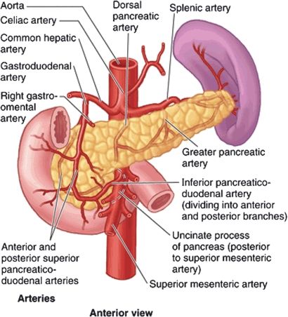 Figure 5.2 — Arterial supply showing branches from the celiac trunk and SMA.