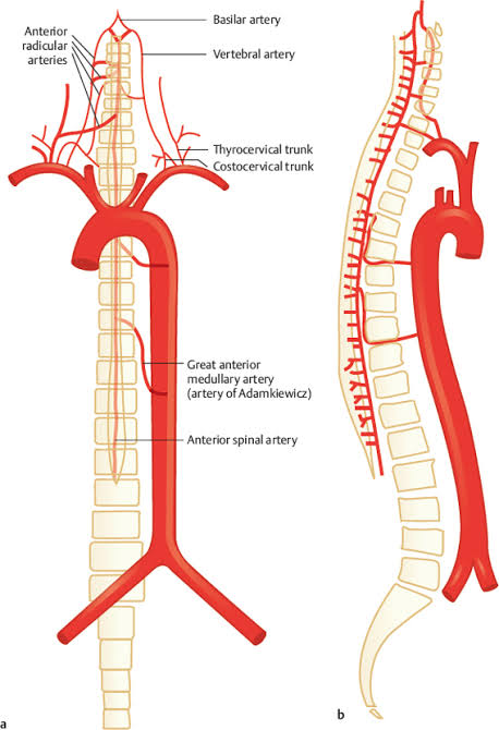 Figure 25: Artery of Adamkiewicz and anterior spinal artery along the vertebral column