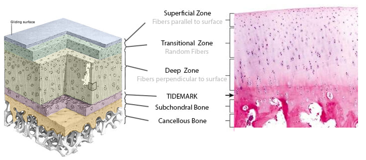 Figure 2: Articular Cartilage Histology Showing the Four Zones: Superficial, Transitional, Deep, and Calcified