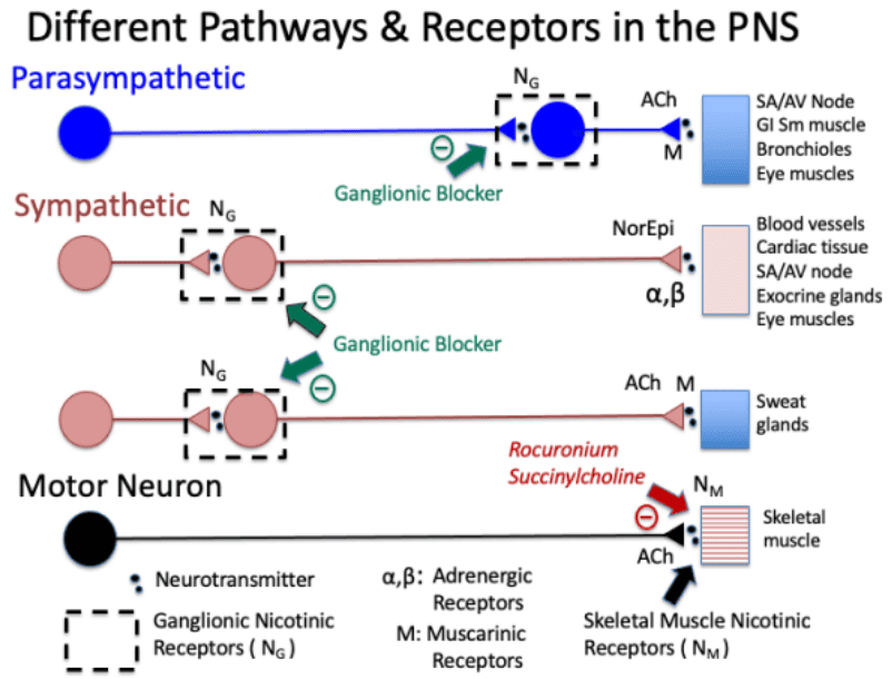 Figure 14: Autonomic neurotransmission — ACh at all preganglionic and parasympathetic postganglionic synapses; NE at most sympathetic postganglionic synapses