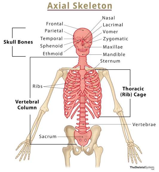 Figure 2.0 — Axial Skeleton labeled diagram showing skull bones, vertebral column, ribs, and sternum