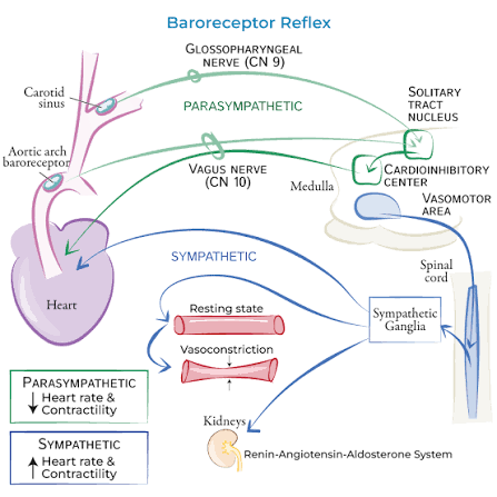 Figure 8: Baroreceptor reflex arc — carotid sinus (CN IX), aortic arch (CN X), NTS integration, and sympathetic/parasympathetic outputs