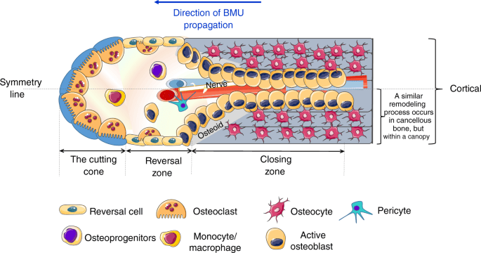 Figure 3.8 — Basic Multicellular Unit (BMU) showing Cutting Cone → Reversal Zone → Closing Zone with osteoclasts, osteoblasts, and osteocytes