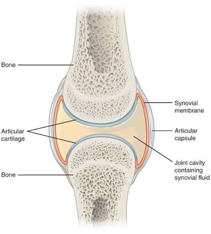 Figure 3: Basic Structures of a Synovial Joint showing capsule layers and cartilage