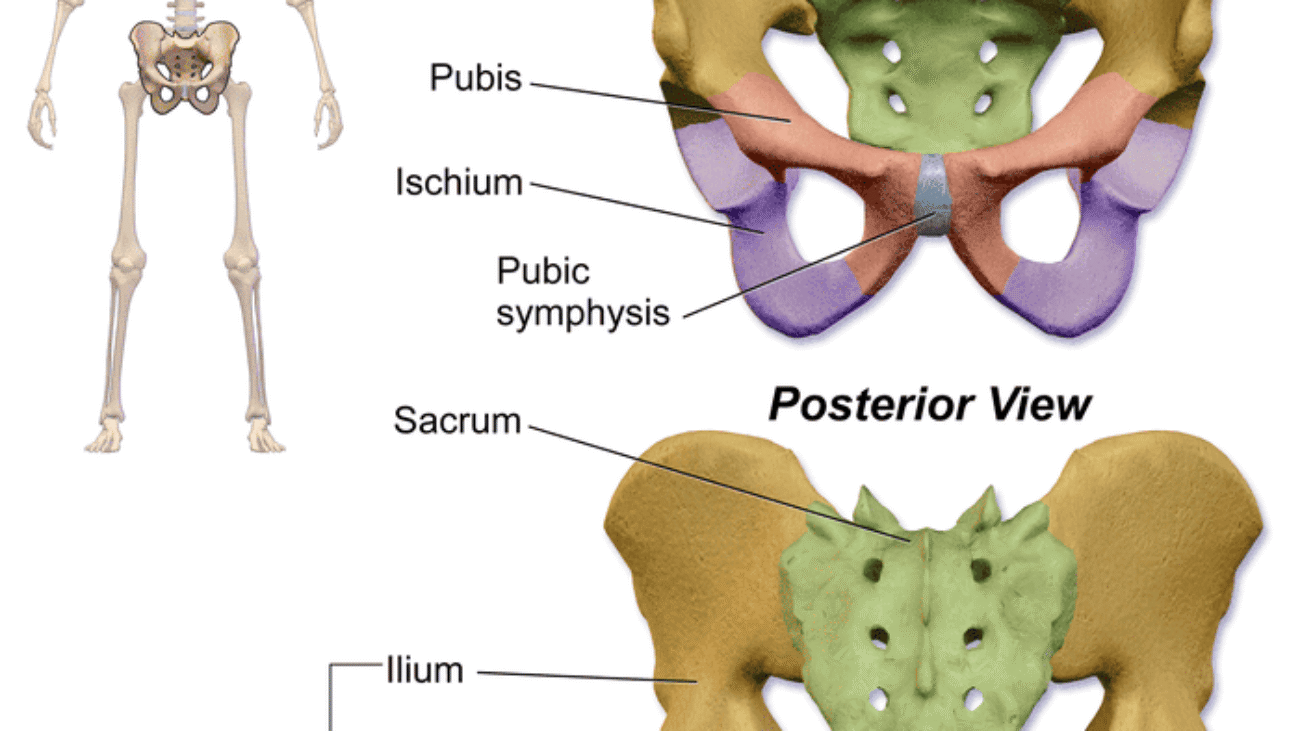 Bony Pelvis