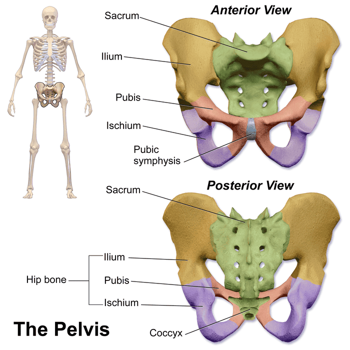 Bony Pelvis