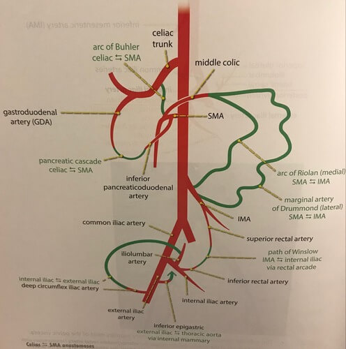 Figure 6.1: Branches of the Celiac Trunk, SMA, and IMA