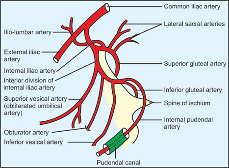 Branching pattern of the internal iliac artery and pudendal canal