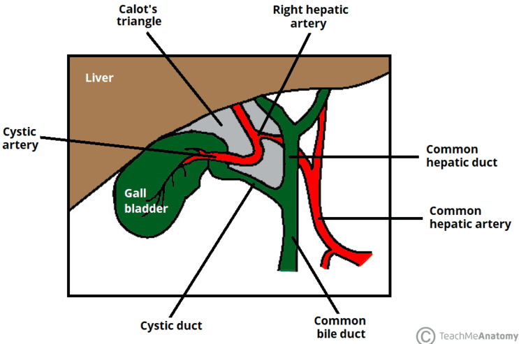 Figure 4.2 — Calot's (cystohepatic) triangle showing boundaries and the cystic artery.