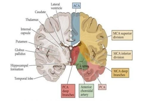 Diagram: Cerebral cortical territories colored mapped for ACA, MCA, and PCA