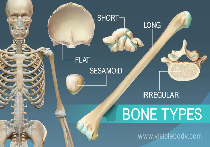 Classifications (Long, Short, Flat, Irregular bones)