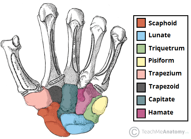 Figure 3: Color-coded anatomy of the eight carpal bones of the hand
