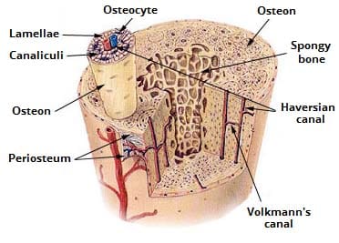 Figure 1.1 — Compact & Spongy (Cancellous) Bone anatomy showing Osteons, Lamellae, Canaliculi, and Trabeculae