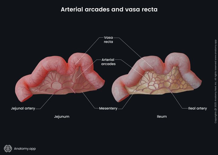 Figure 3.2: Arterial Arcades and Vasa Recta
