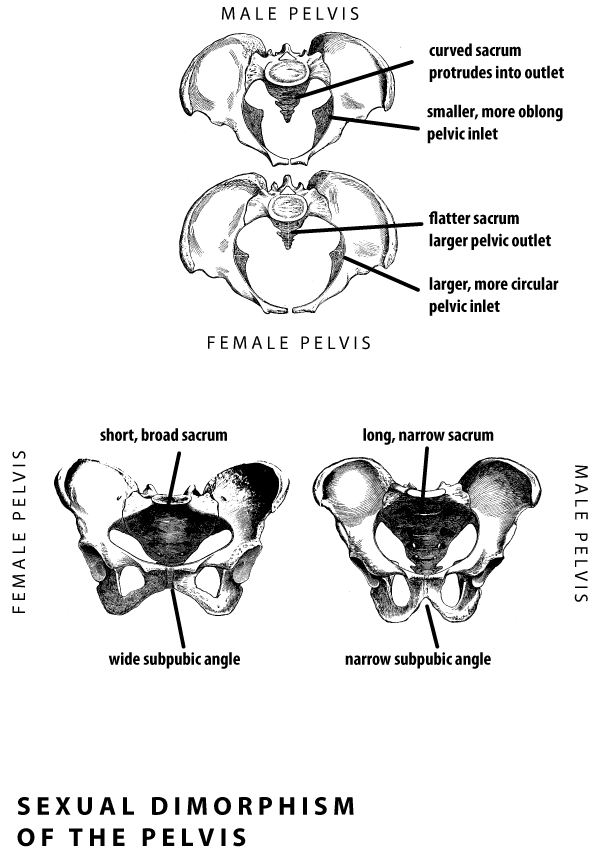 Comparative anatomy showing male vs. female pelvic differences in inlet shape, sacrum, and subpubic angle