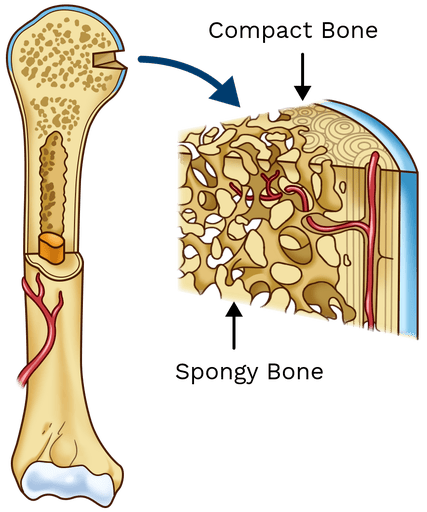 Figure 6: Comparison of Spongy Bone and Compact Bone in a long bone