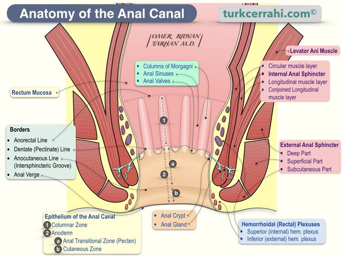 Figure 2.1 - Coronal section of the anal canal showing the pectinate (dentate) line, anal columns, sinuses, valves, and the internal/external anal sphincters