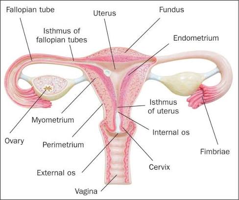 Figure 4.1 - Coronal section of the female reproductive system showing the uterus, ovaries, fallopian tubes, and vagina with their anatomical relationships