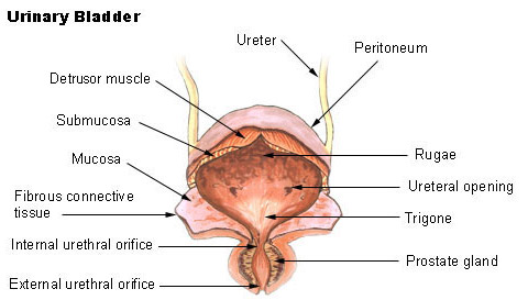 Figure 1.1 - Coronal section of the urinary bladder showing the trigone, ureteric orifices, internal urethral orifice, and detrusor muscle layers
