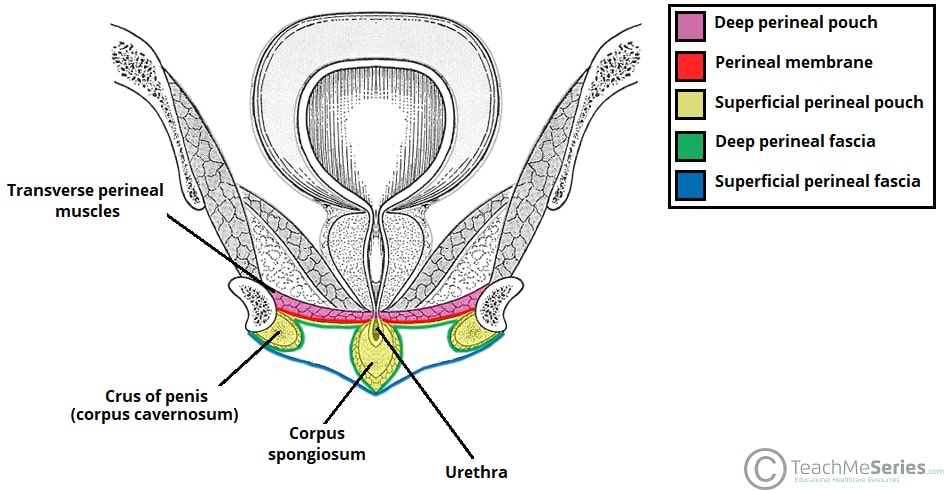 Figure 3.1 - Coronal section showing the contents of the superficial and deep perineal spaces, including the erectile tissues, urethra, and perineal muscles