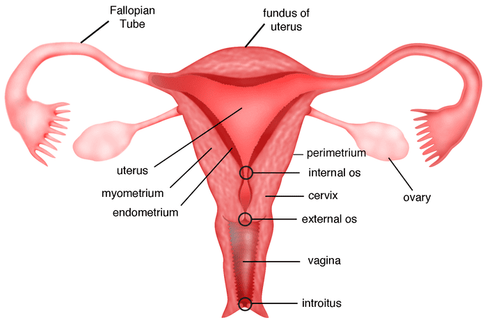 Figure 4.3 - Coronal section showing the uterus, cervix, internal/external os, vagina, and fallopian tubes