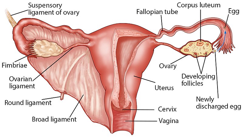 Figure 4.2 - Coronal view showing the ovaries, ovarian ligaments, suspensory ligaments, and uterine tubes