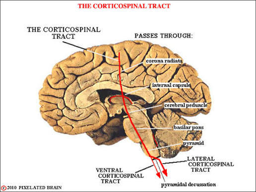 Figure 15: Corticospinal tract descent through corona radiata, internal capsule, cerebral peduncle, pons, and pyramidal decussation