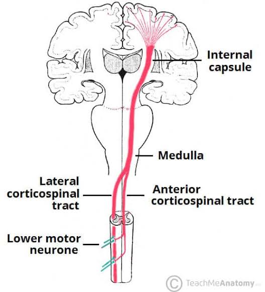 Figure 16: Corticospinal tract — lateral and anterior divisions with lower motor neuron synapse