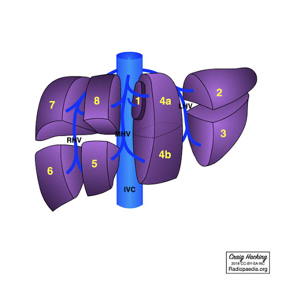 Figure 5.1: Couinaud Classification of Hepatic Segments
