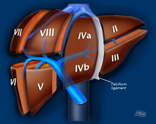 Figure 2.1 — Couinaud functional segmentation of the liver showing eight independent segments (I–VIII) based on portal and hepatic venous anatomy.
